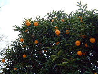 橘の実