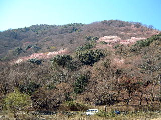 桜色に染まる山