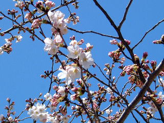 清涼時の桜
